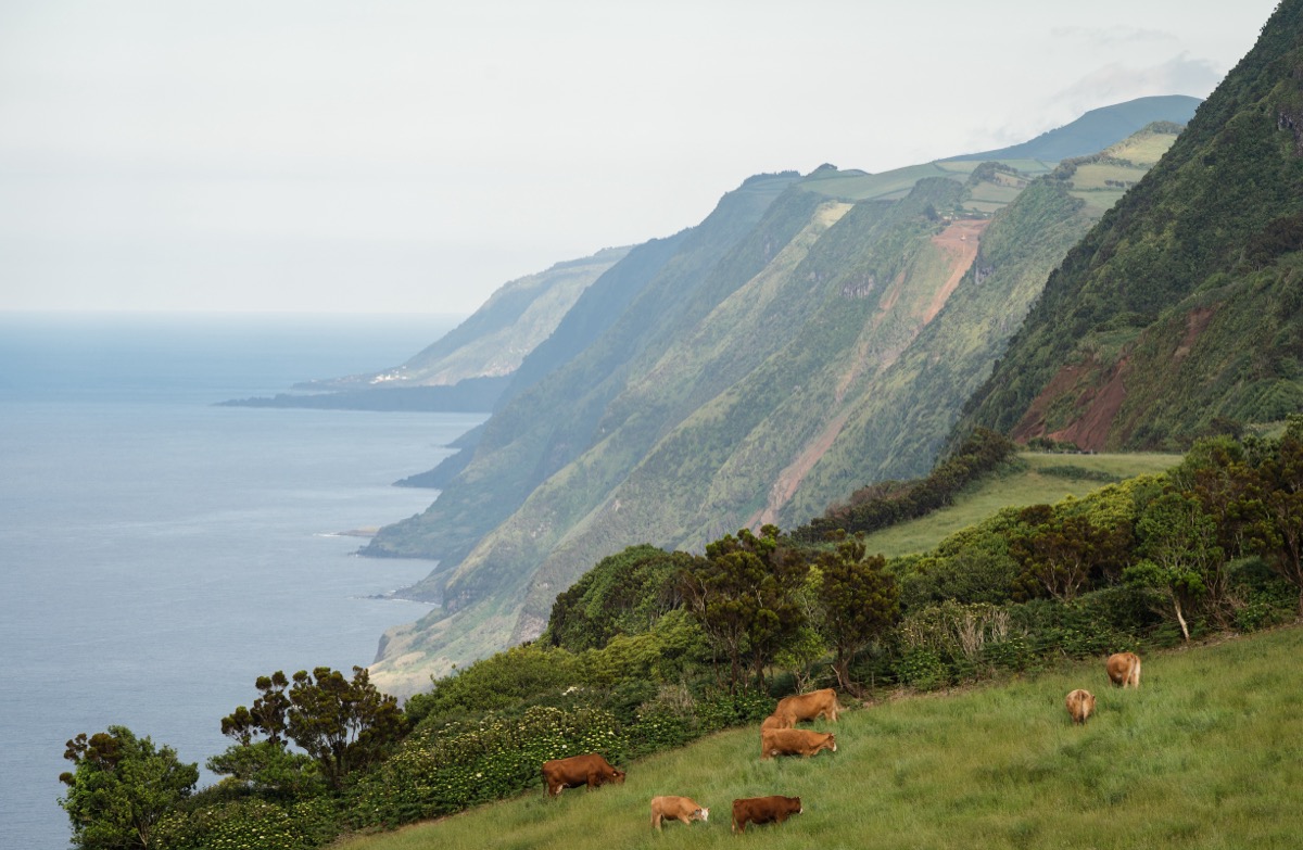 Steep green cliffs of São Jorge island with grazing cattle in the foreground